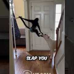 Spider Monkey Trolls His Dog Friend - Funniest Animal Friendship Ever!