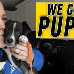 EVERYTHING You Need For Puppy Training Success!