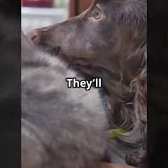 Unlikely Animal BFFs: Heartwarming Friendships! #AnimalFriendship #Animals  #UnlikelyFriends
