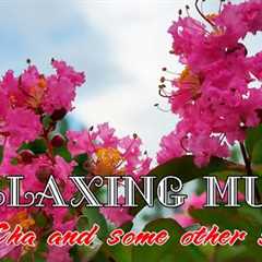 Relaxing music bring peace and reduce stress, ChaCha and some other styles vol 239