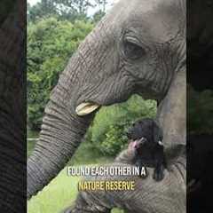 5 Incredible Animal Friendships Across Species #shorts