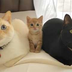 Gifting your cat a kitten: Their reactions are PRICELESS!
