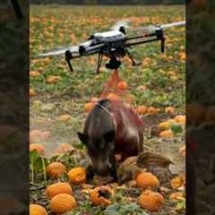 Drones capture wild boars that destroy crops1#villagelife#smartfarming #rurallife #farmingtraditions