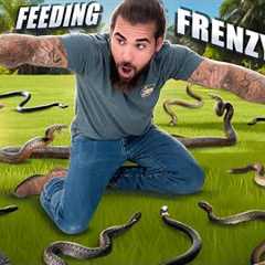 Feeding 20 VENOMOUS SNAKES!
