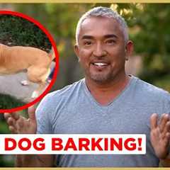 How to Stop Dog Barking! | Cesar 911