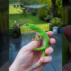 Top 5 REPTILES You Can Have as PETS!
