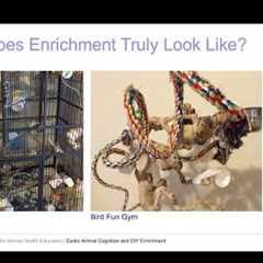 Enrichment for Exotic Pets