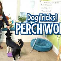 Susan Garrett’s Perch Work Dog Tricks (Pivots and Spins)
