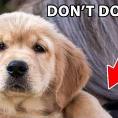12 Things Golden Retrievers Hate That Humans Do
