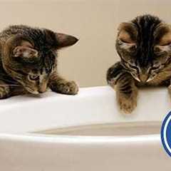 These CATS are too FUNNY! 🤣 | New Cat Videos 2025