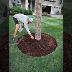 Transform your Tree Rings 🌳 #landscape #landscaping #tree #diy #projects #before #after