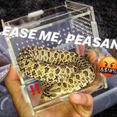 Enclosure LARGE and COMFORTABLE for SNAKES, TURTLE, HERMIT CRABS, etc. to PLAY and REST ..