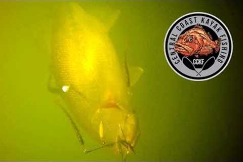UNBELIEVABLE Underwater Fish Strikes - GoFish Camera Compilation