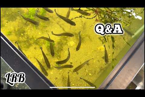 Freshwater Aquarium Keeping Q&A Fish Shrimp Plants and More!