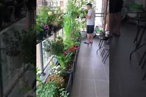 Growing vegetables with flowers on the balcony is both beautiful and easy