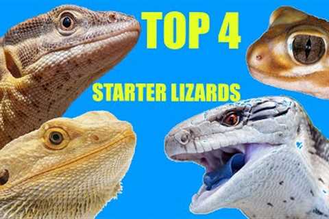 Top 4 Best Beginner Lizards