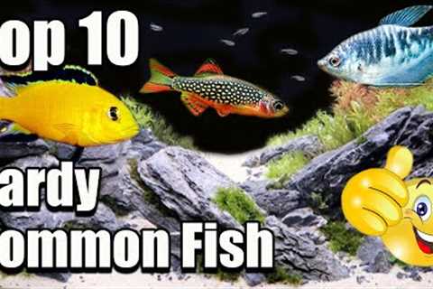 Top 10 Hardy Common Aquarium Fish!
