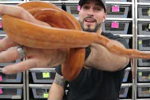 Stop Slow Growing Your Boas!