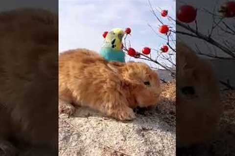 Rarest animal friendships