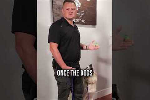 How to Get Your Dog to Stop Jumping on Guests at the Door