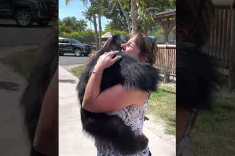 Chimp Reunites With Caretakers After Many Years