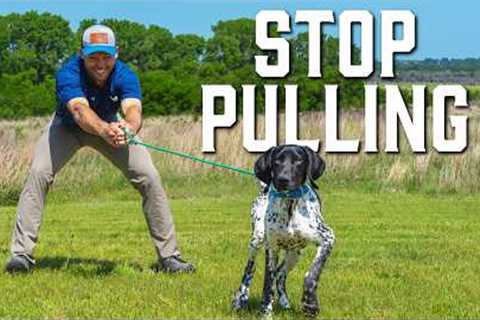 Teach Your Dog to Heel in Under 10 Minutes – Game-Changing Tool!