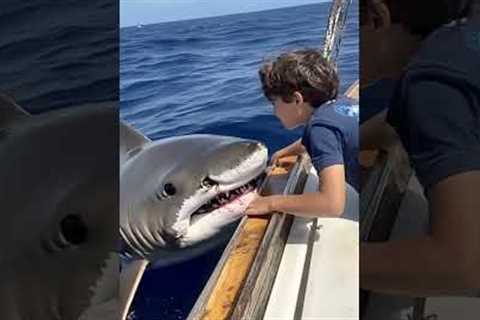 A Friendly Shark Encounter