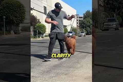 How to train your how to walk nicely on leash #dogtraining #dogtrainer #dogtrainingtips
