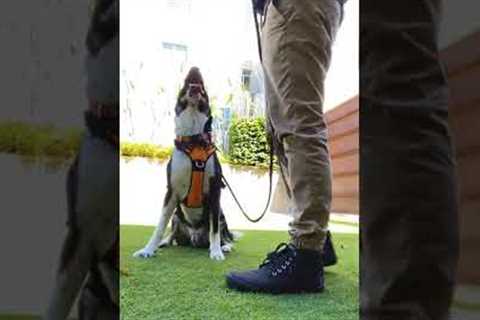 Training a dog not to pull on leash