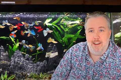 My Top 6 Must-Try Aquarium Fish after 20 Years of Experience