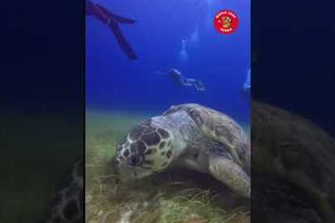 Let’s dive! #travel #scuba   #diving #scubadiving #mexico