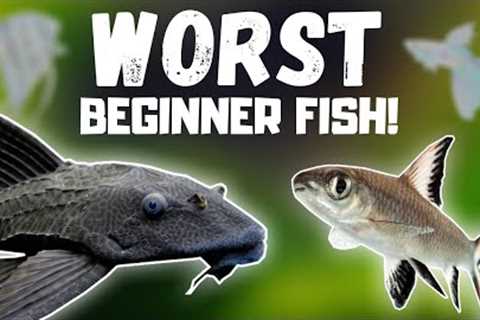 Top 7 WORST Beginner Fish! (BEWARE)