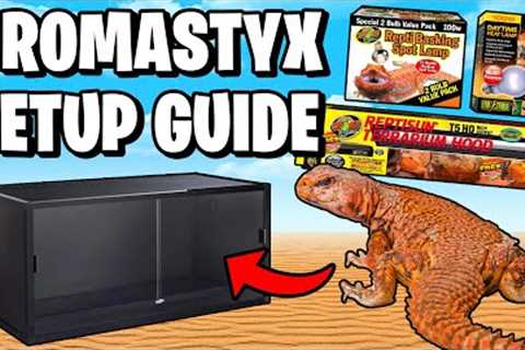 Uromastyx Setup for Beginners