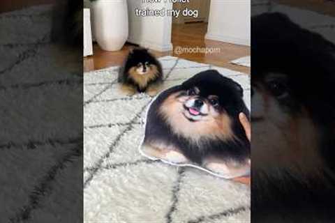How I toilet trained my dog 😄 #dog #pomeranian