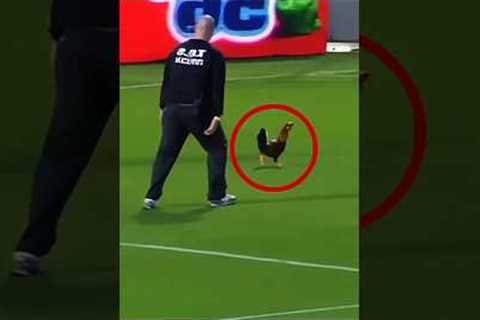 Animals moments in football #short #football #shortfeed #viralshort #pitchinvader #funnymoments #usa