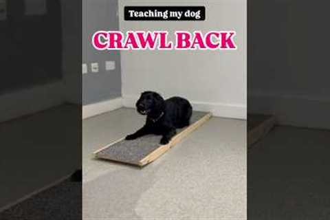 Teach your dog this fun, easy trick! 🐾 #dog #tutorial