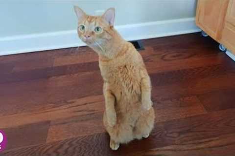 Over Dramatic Cats Who Deserve An Oscar 😂 Best Funny Cat Videos 2025