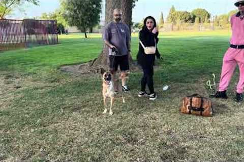 Rescue Dog Turns Out Super Reactive. Dog Daddy Comes To Help.