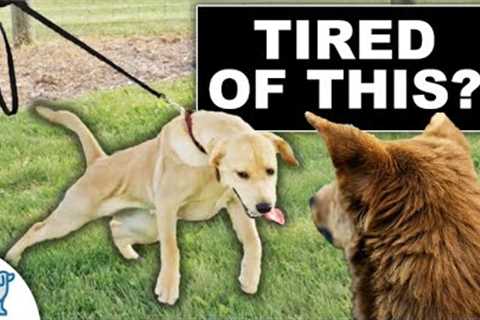 STOP Your Dog From Pulling To Other Dogs!