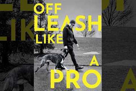 How to teach your dog to walk with you even when off leash #dogtraining
