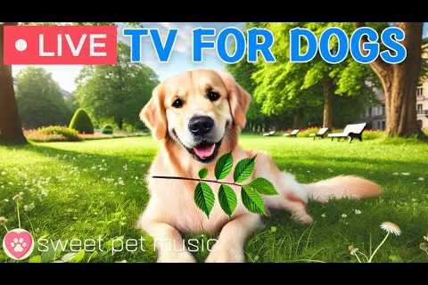 🔴24 Hours of Dog TV🎵🐶Relaxing Music for Dog Sleep🐾🩷Soothing Dog Music for Stress and Anxiety..