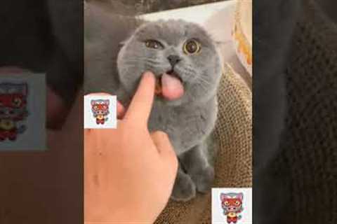 How To Calm An Angry Cat !!!