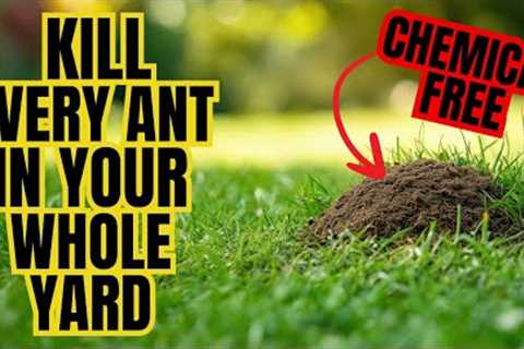 Natural Way To Rid Your Entire Yard Of ANTS (WITHOUT CHEMICALS)