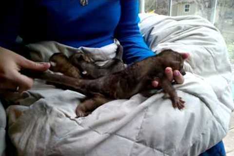 Baby Kinkajous for sale, Four baby kinkajous, kinkajous as pets