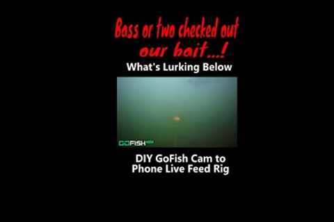 See What's Lurking Below | DIY GoFish Cam to Phone Live Feed Rig #shorts