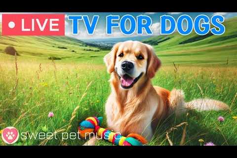 🔴24 Hours of Dog TV🎵🐶Soothing Sleep Music for Dogs🐾🩷Relaxing Dog Music for Separation Stress..