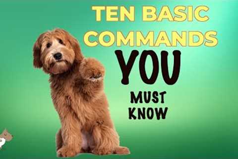 10 most basic commands every dog owner should know - dog training tips for beginners