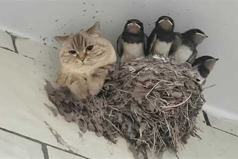 Nature Said ‘No Rules’ and the Cat Agreed 🐱 Funny Cats Videos 2025