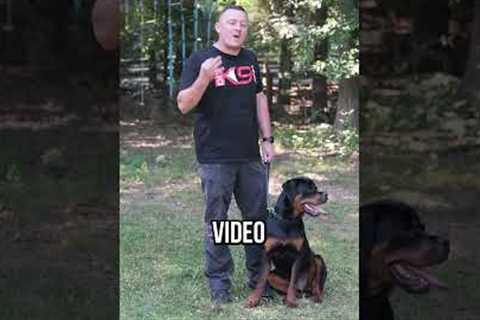 Stop Chasing: Fix Your Dog's Recall FAST!