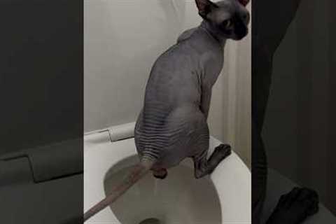 Adult Cat Toilet Trained in 11 Days |  Works for ALL Breeds, ANY Age! #arigatocats #viralcatvideos
